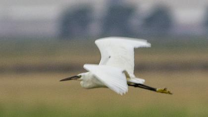 Little Egret