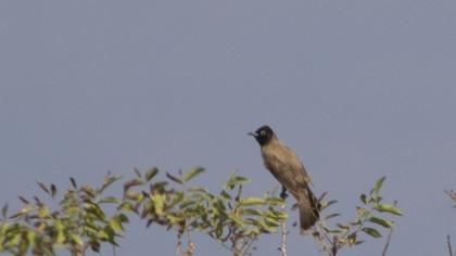 White-spectacled Bulbul