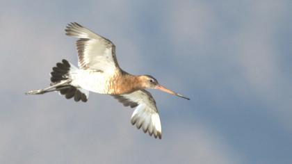 Black-tailed Godwit