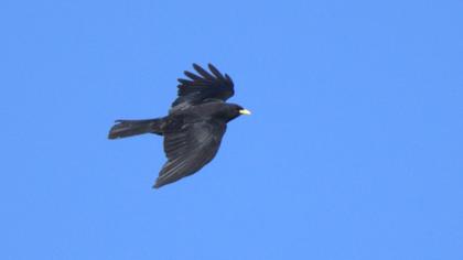 Alpine Chough