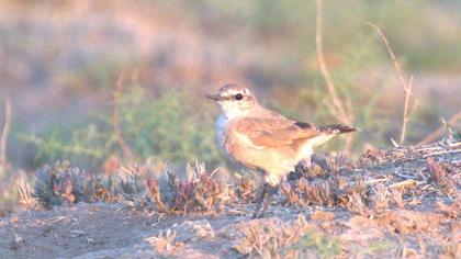 Isabelline Wheatear