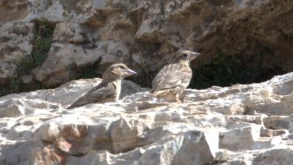 Rock Sparrow