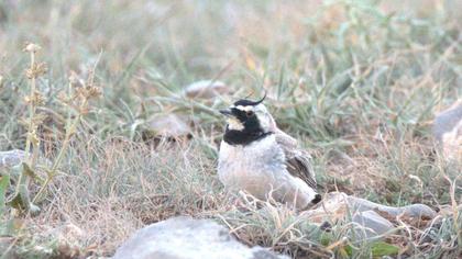 Horned Lark
