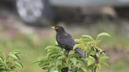 Common Blackbird