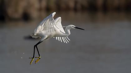 Little Egret