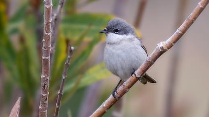 Lesser Whitethroat