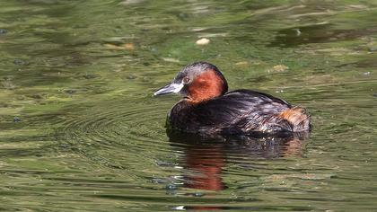 Little Grebe