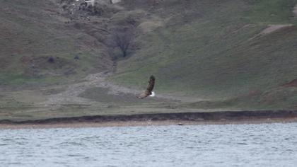 White-tailed Eagle