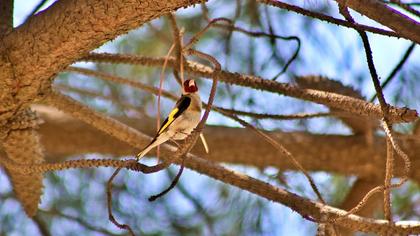 European Goldfinch