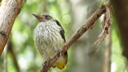 Eurasian Golden Oriole