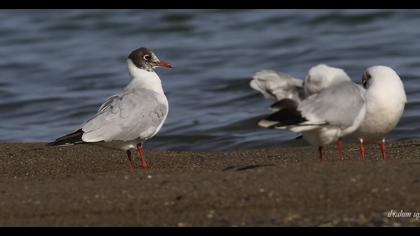 Black-headed Gull
