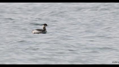 Black-necked Grebe