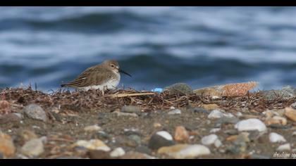 Dunlin