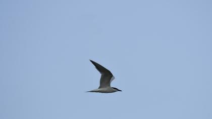 Gull-billed Tern