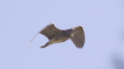 Black-crowned Night Heron