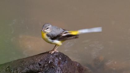 Grey Wagtail