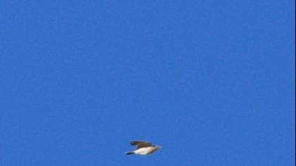 Greater Short-toed Lark