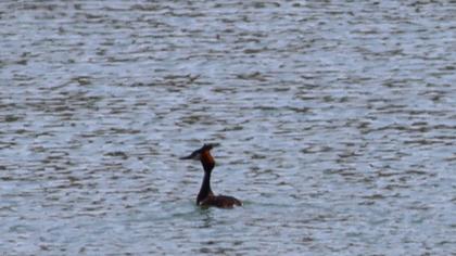 Great Crested Grebe
