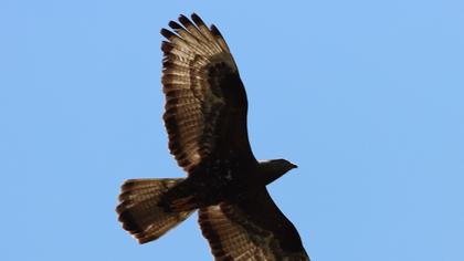 European Honey Buzzard