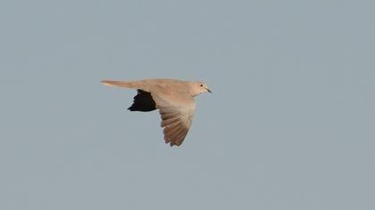 Eurasian Collared Dove