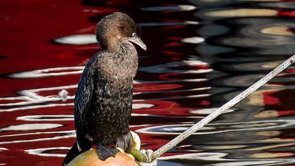 Pygmy Cormorant