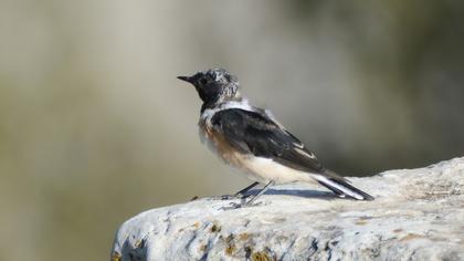 Black-eared Wheatear