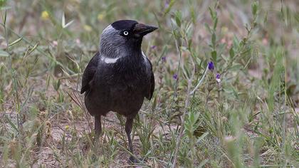 Western Jackdaw