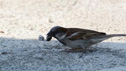 House Sparrow