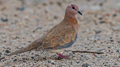 Laughing Dove