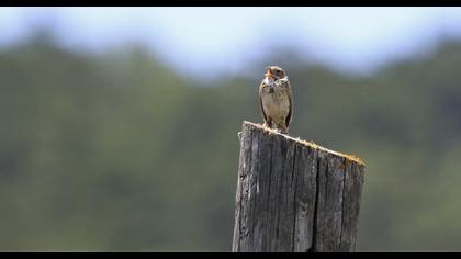 Corn Bunting
