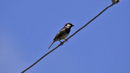 Spanish Sparrow