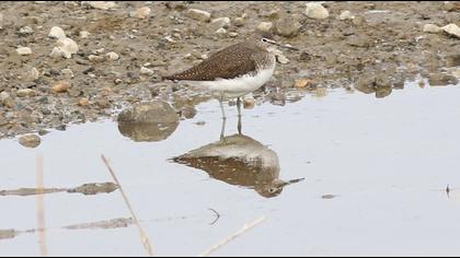 Green Sandpiper