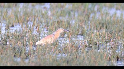 Squacco Heron