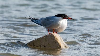 Common Tern