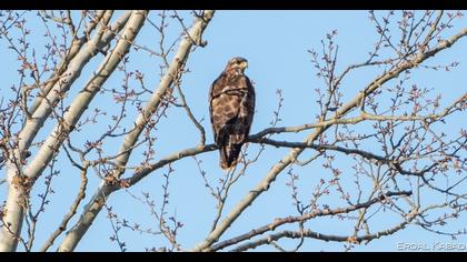 Common Buzzard