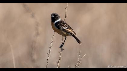 European Stonechat