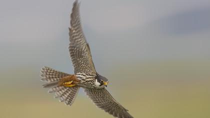 Eurasian Hobby