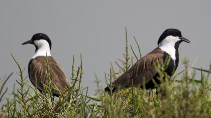 Spur-winged Lapwing