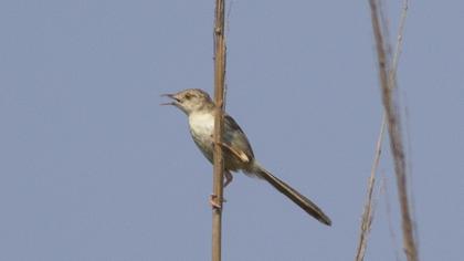 Delicate prinia