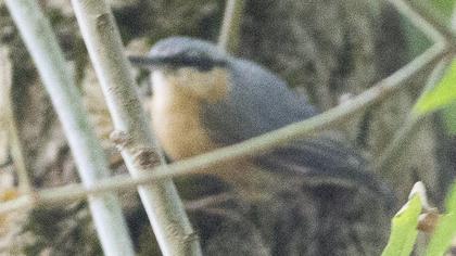 Eurasian Nuthatch