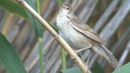 Savi`s Warbler