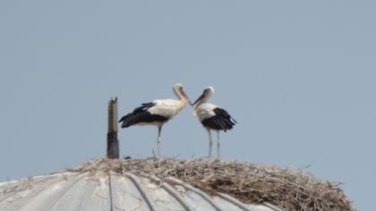 White Stork