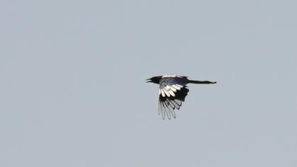 Eurasian Magpie