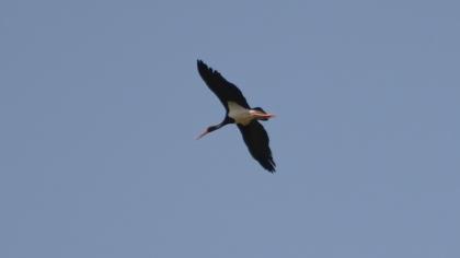 Black Stork