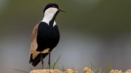 Spur-winged Lapwing