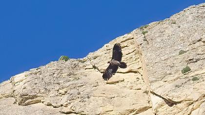 Bearded Vulture