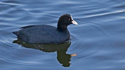 Eurasian Coot