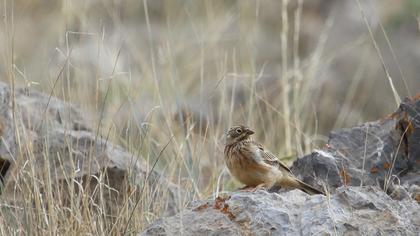 Ortolan Bunting