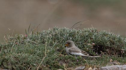 White-winged Snowfinch