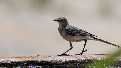 White Wagtail
